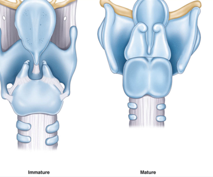 Surgical Approaches for Larynx in Adults and Pediatrics Photo